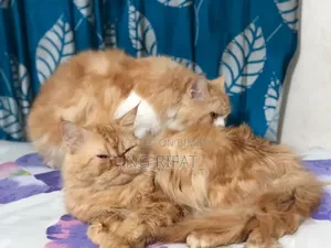 6-12 months Male Purebred Persian