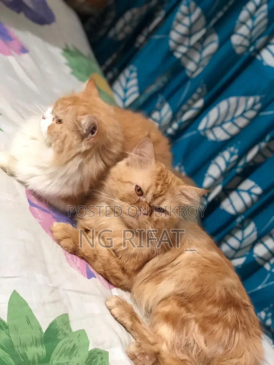 6-12 months Male Purebred Persian