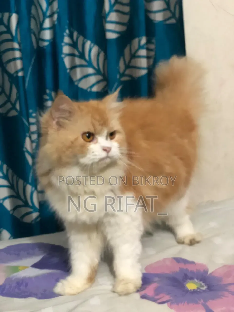 6-12 months Male Purebred Persian