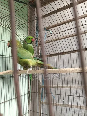 Indian Ringneck Parrot