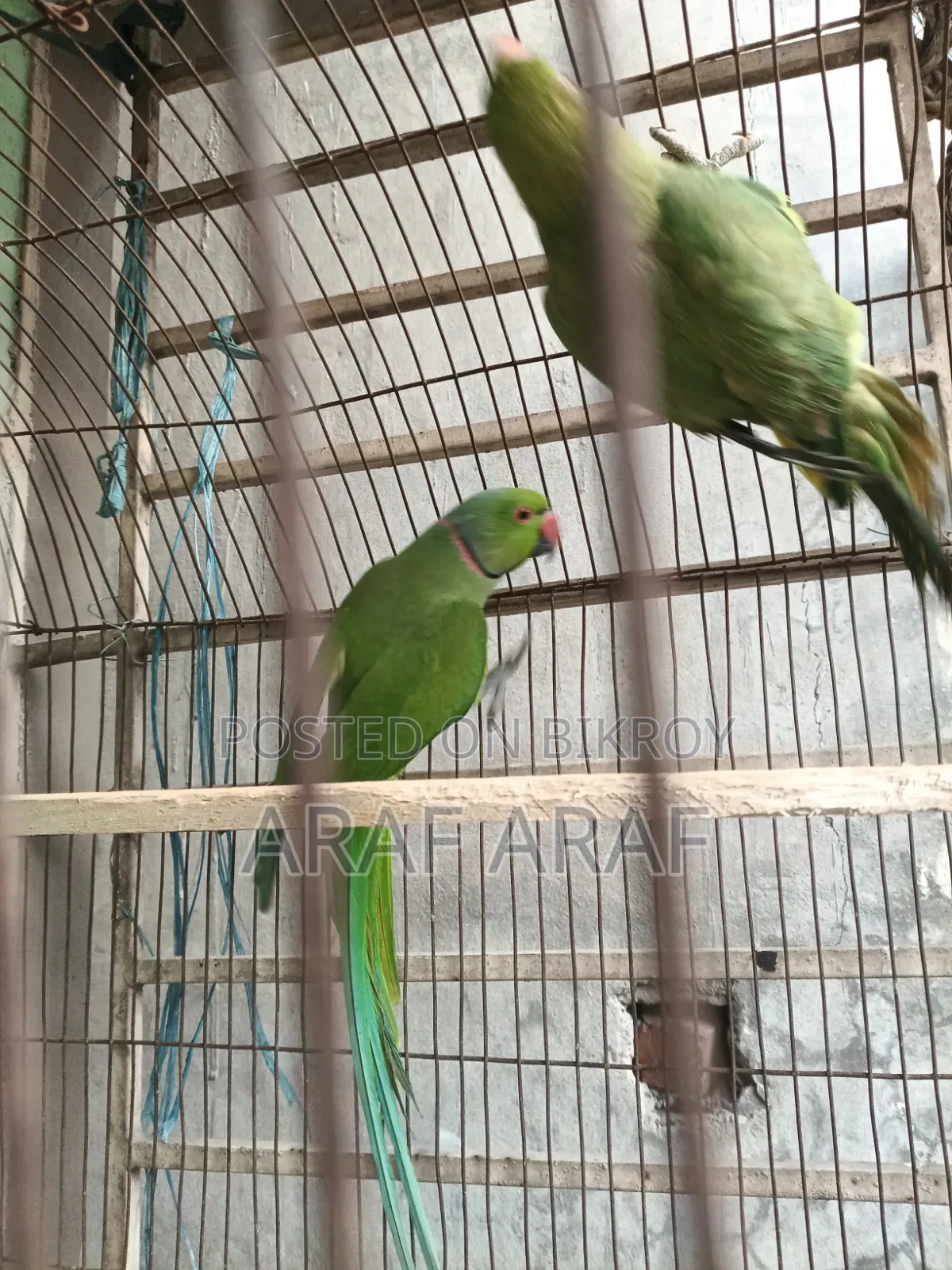 Indian Ringneck Parrot