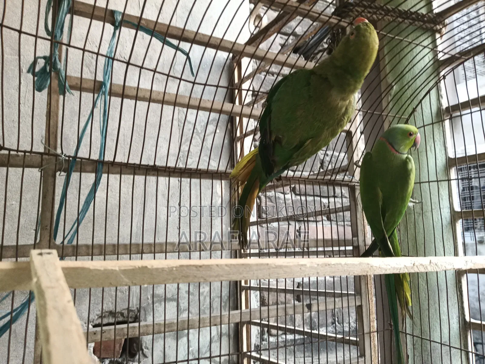 Indian Ringneck Parrot