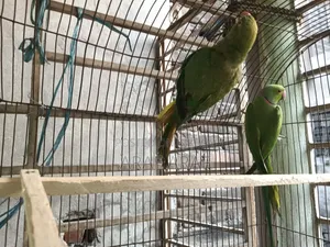 Indian Ringneck Parrot