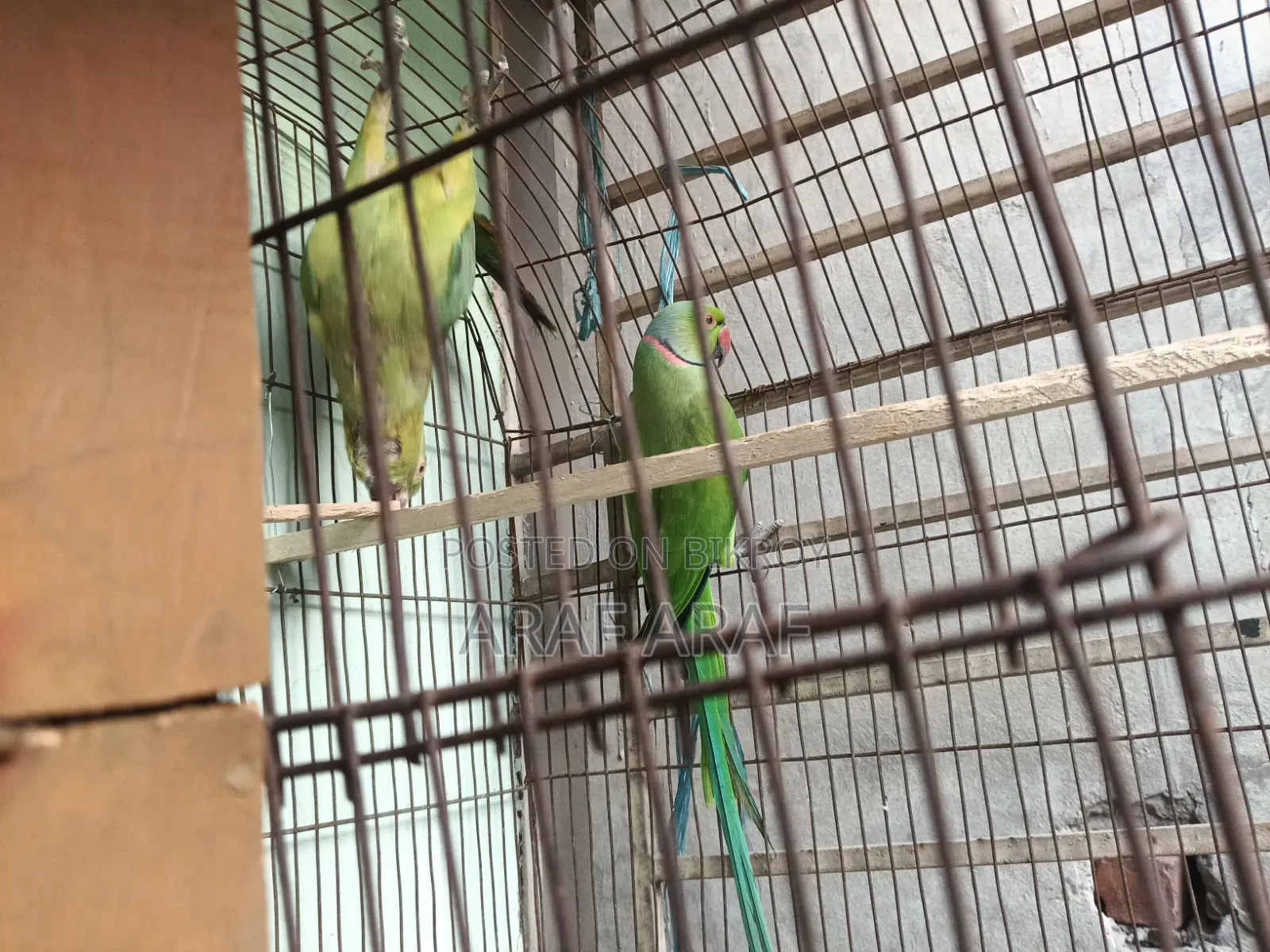 Indian Ringneck Parrot
