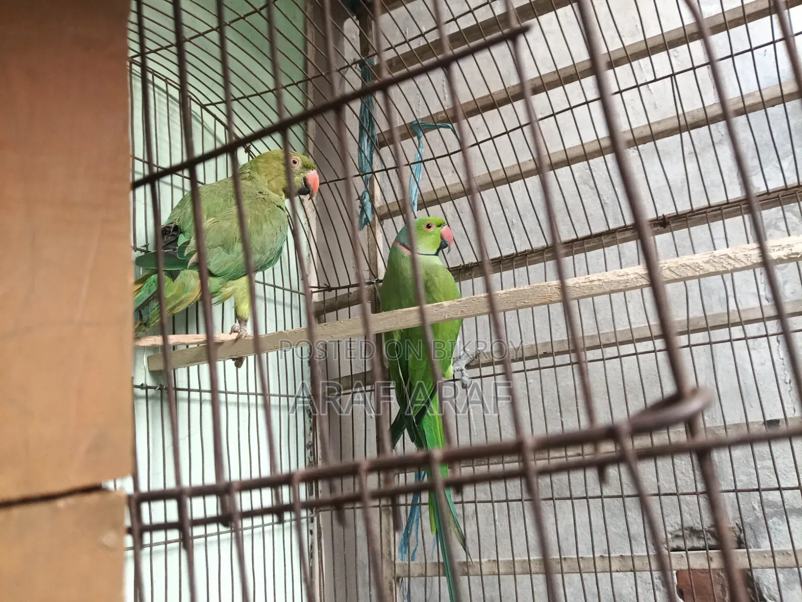 Indian Ringneck Parrot