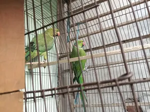 Indian Ringneck Parrot