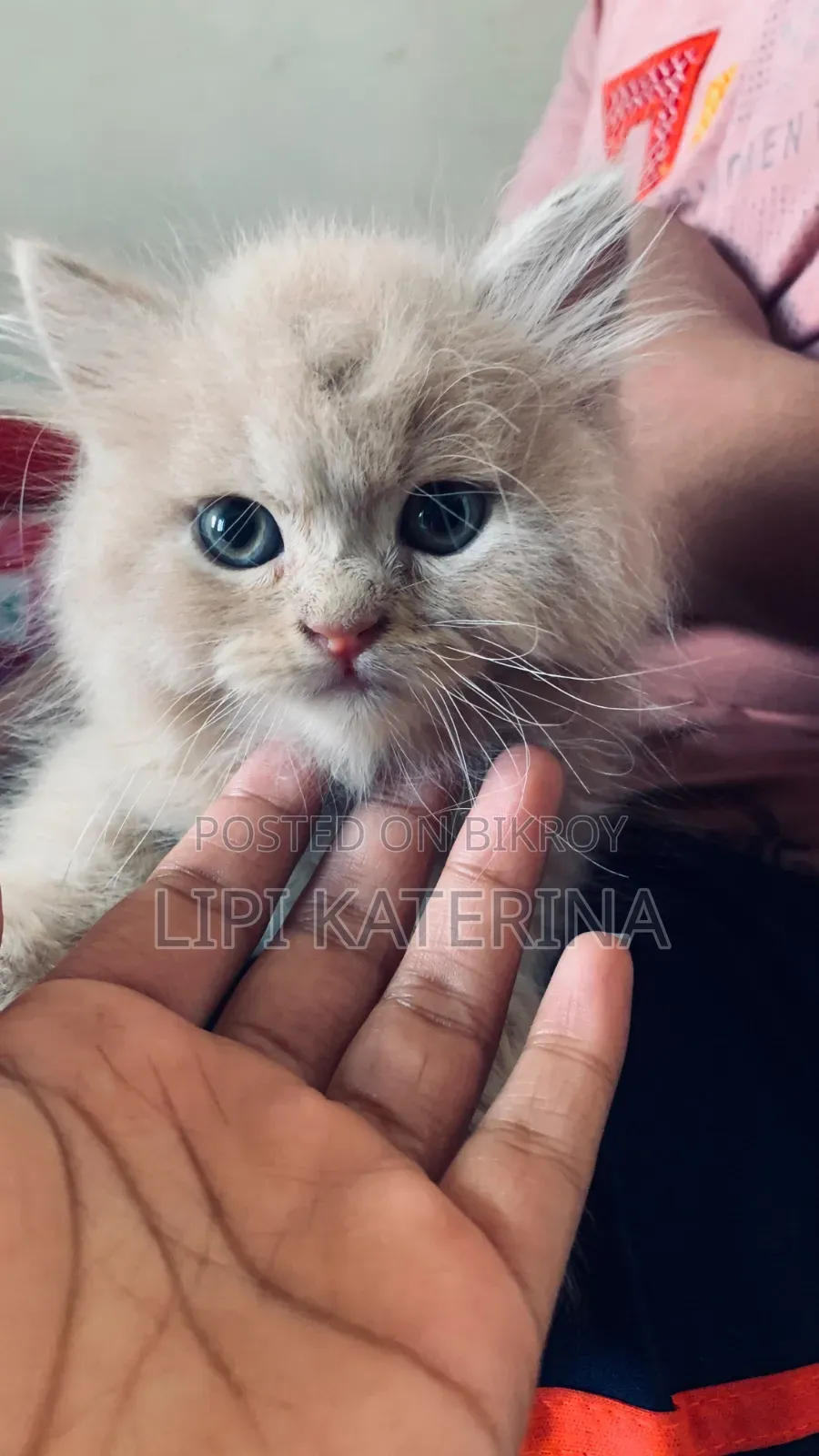 1-3 months Male Purebred Persian