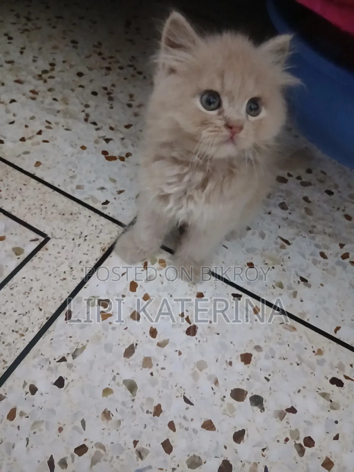 1-3 months Male Purebred Persian