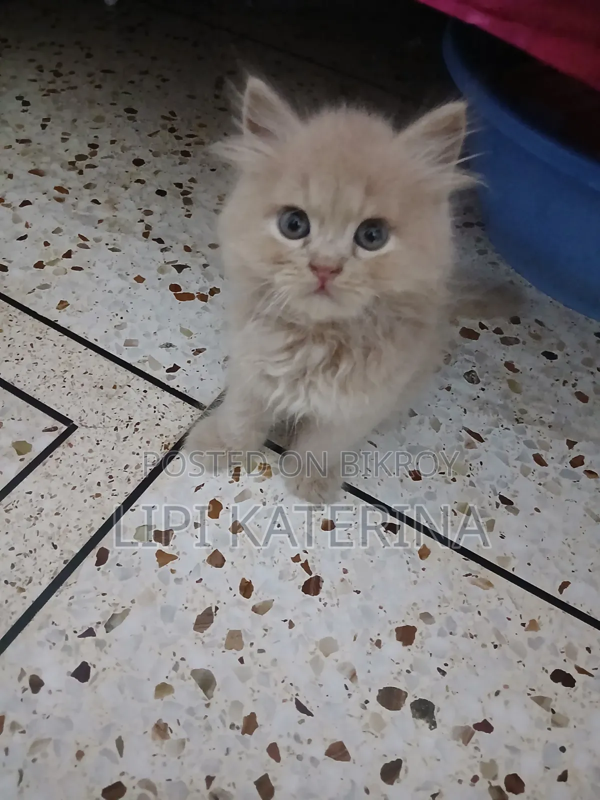 1-3 months Male Purebred Persian
