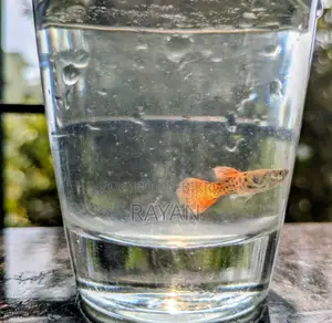 Red Metal Guppy