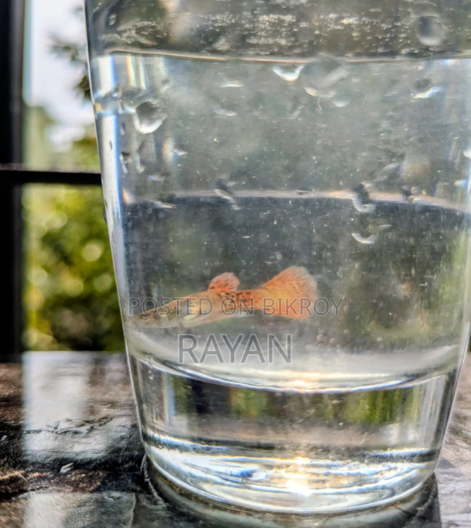 Red Metal Guppy