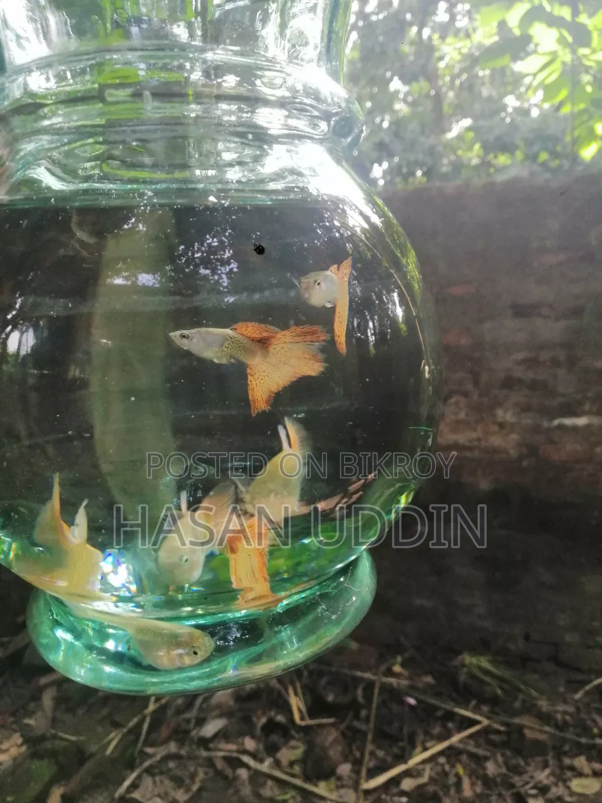 Red Metalless Guppy
