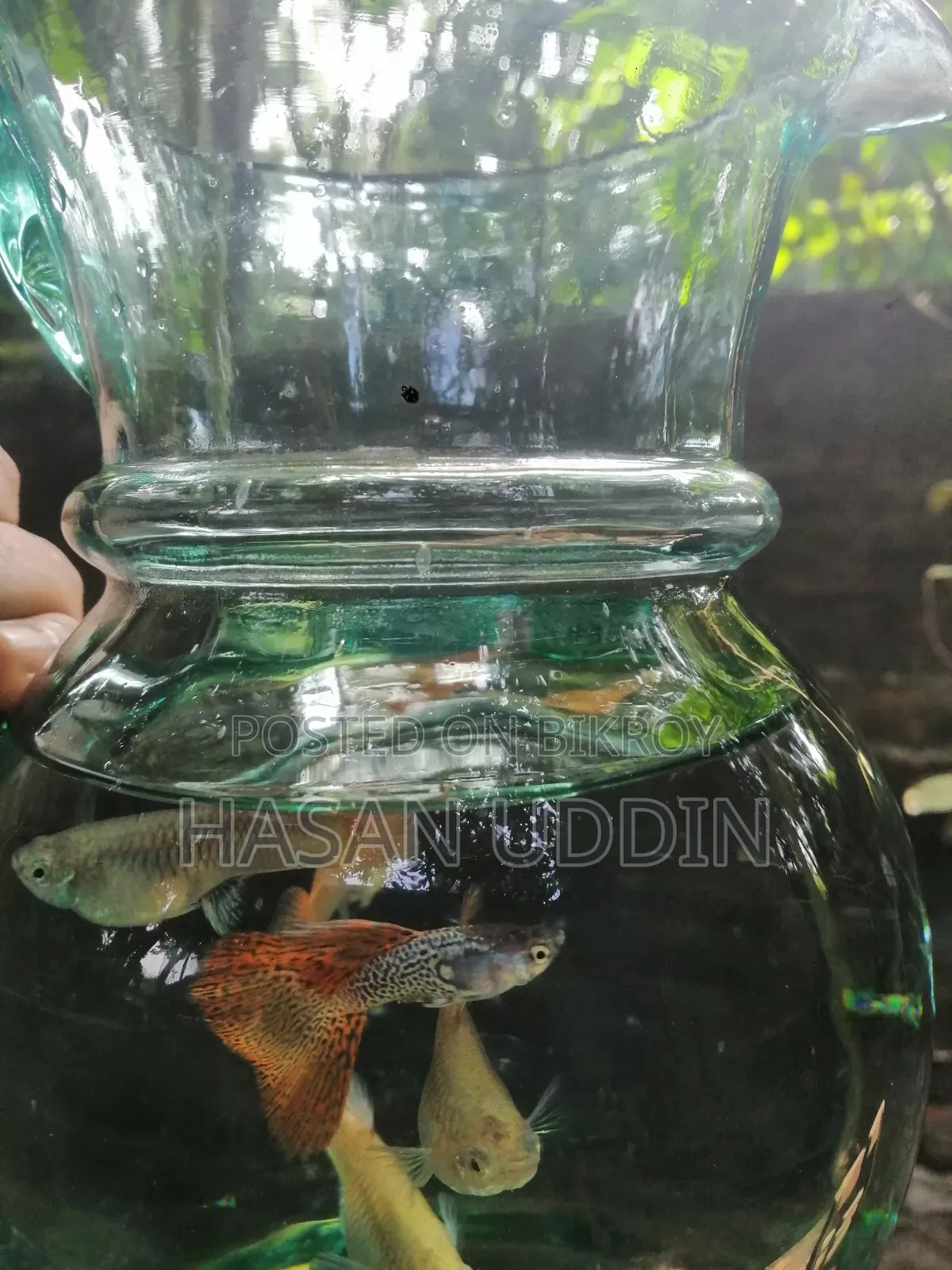 Red Metalless Guppy