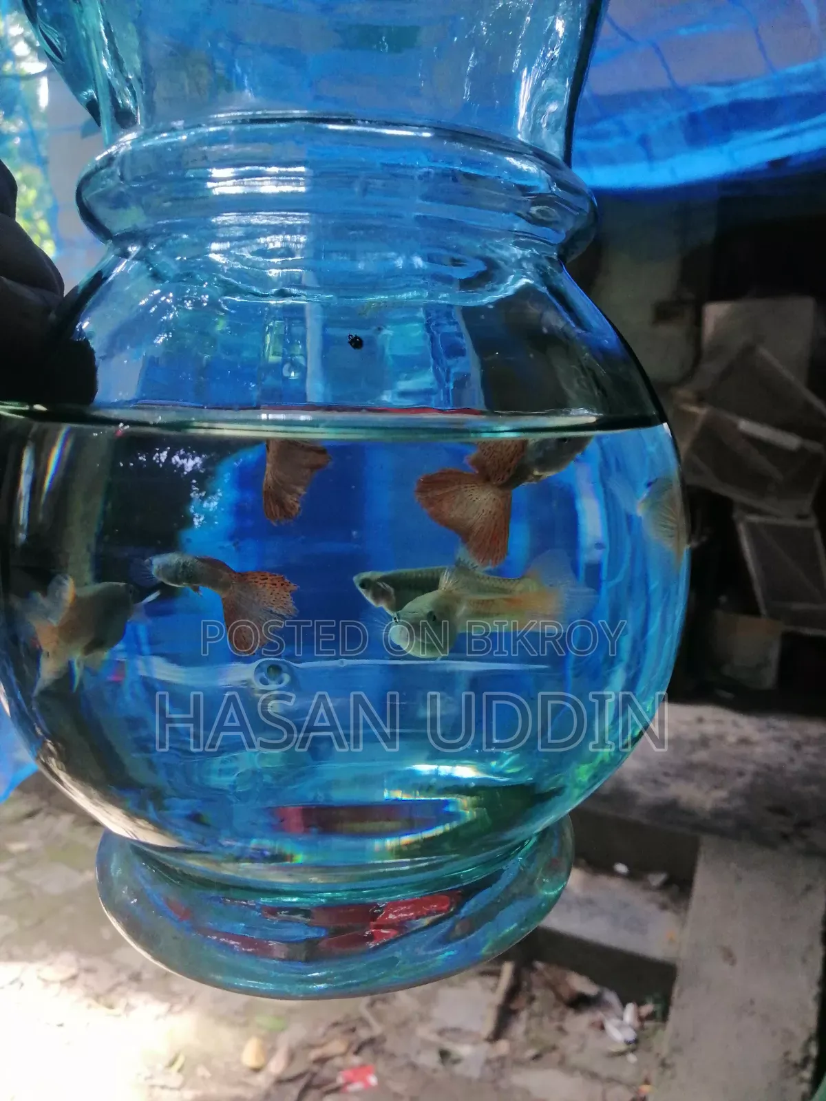 Red Metalless Guppy