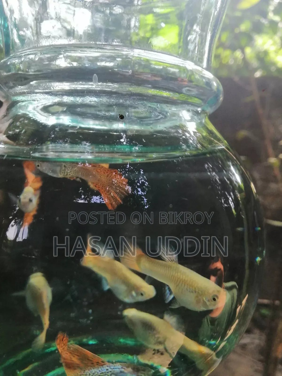 Red Metalless Guppy