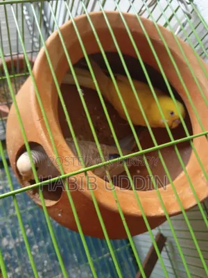 Bazigar Pair