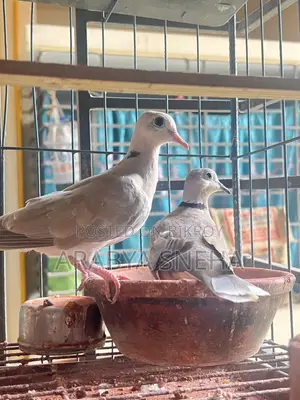 Australian Dove for Sale Total 4 Birds Will Be Sold.