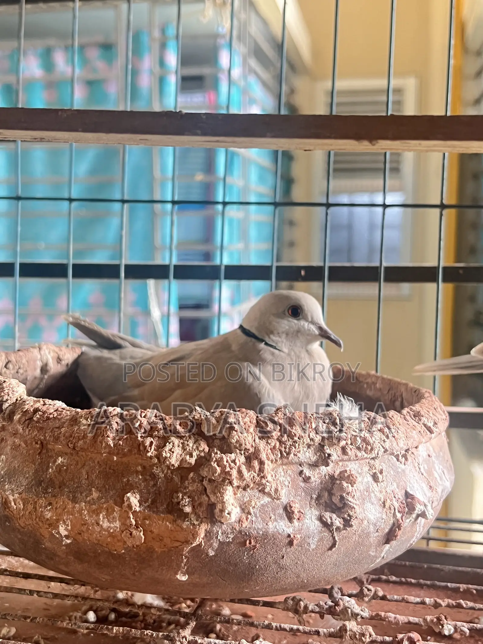 Australian Dove for Sale Total 4 Birds Will Be Sold.