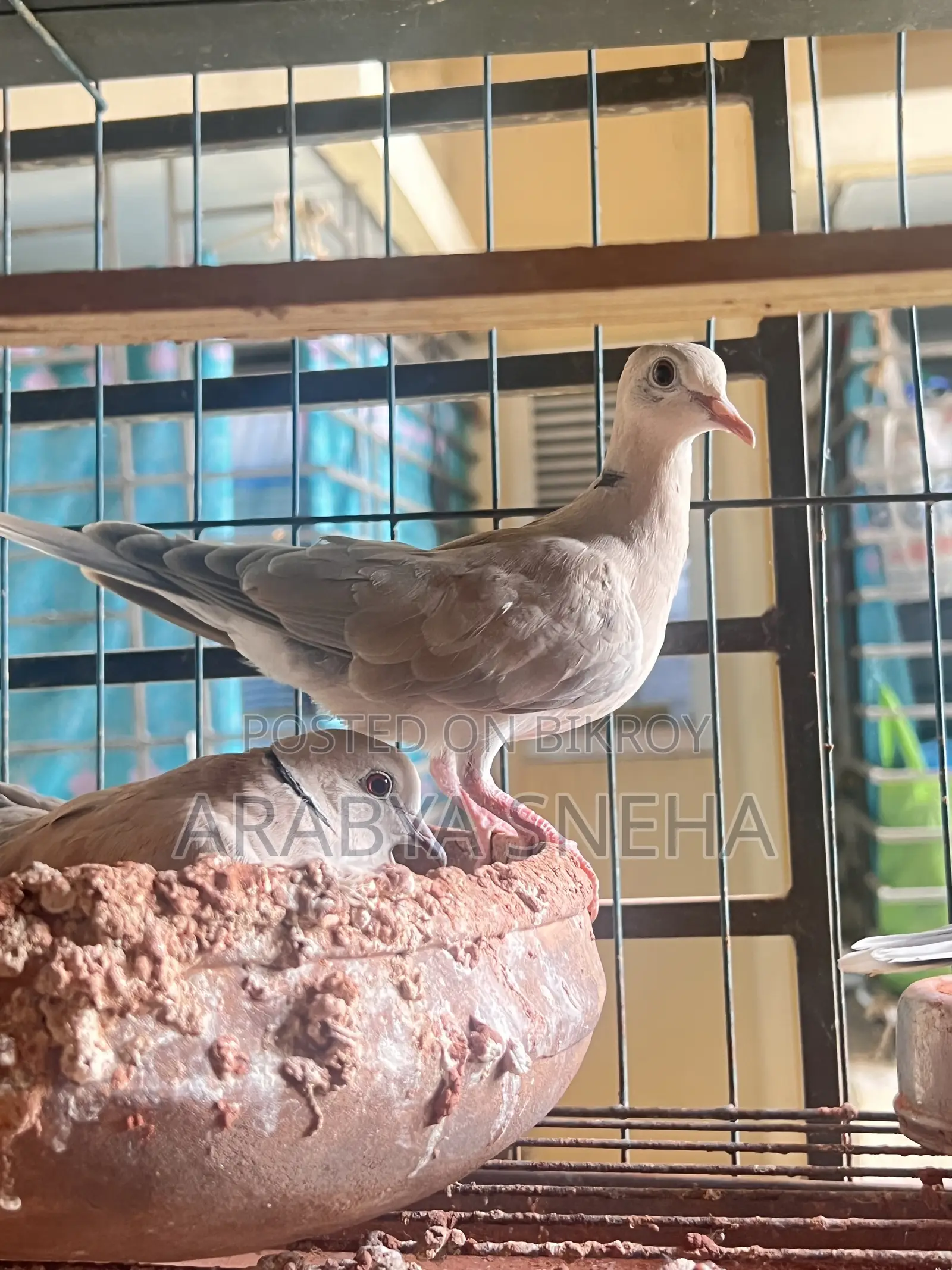 Australian Dove for Sale Total 4 Birds Will Be Sold.