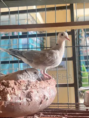 Australian Dove for Sale Total 4 Birds Will Be Sold.