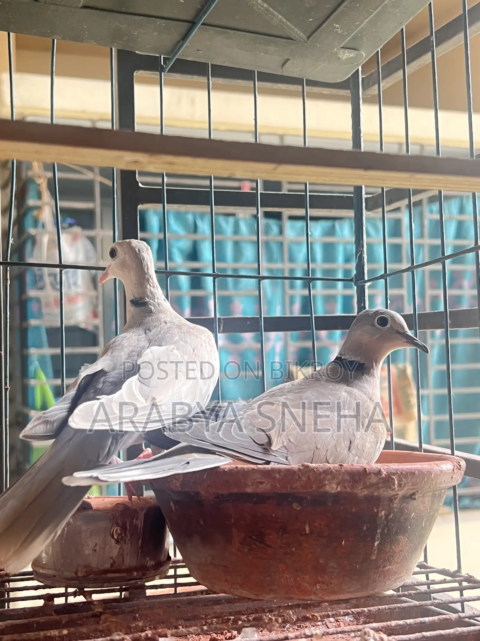 Australian Dove for Sale Total 4 Birds Will Be Sold.