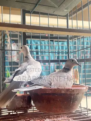 Australian Dove for Sale Total 4 Birds Will Be Sold.
