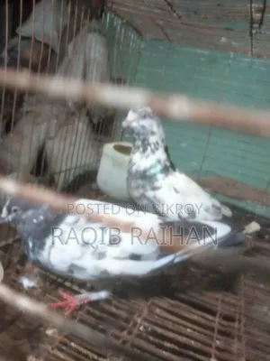 গিরিবাজ পায়রা (রানিং জোড়া) বিক্রি করা হবে।