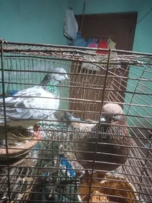 গিরিবাজ পায়রা (রানিং জোড়া) বিক্রি করা হবে।