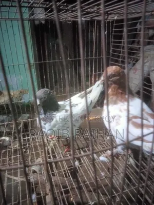 গিরিবাজ পায়রা (রানিং জোড়া) বিক্রি করা হবে।