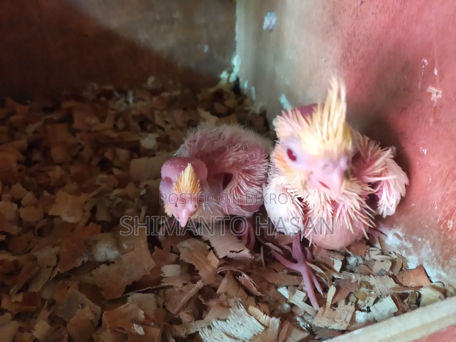Lutino Cockatiel Tame Size Baby