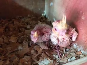 Lutino Cockatiel Tame Size Baby