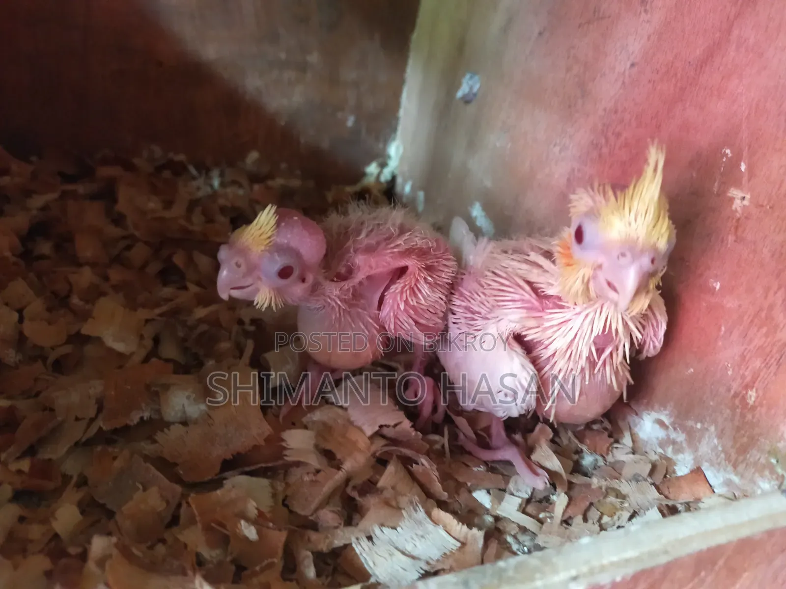 Lutino Cockatiel Tame Size Baby