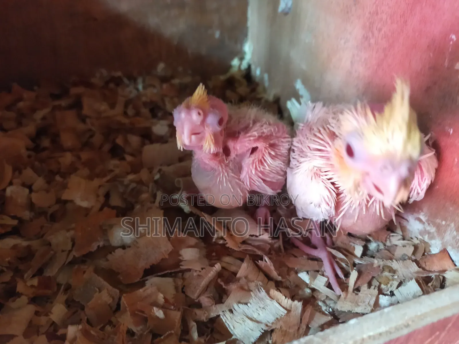 Lutino Cockatiel Tame Size Baby