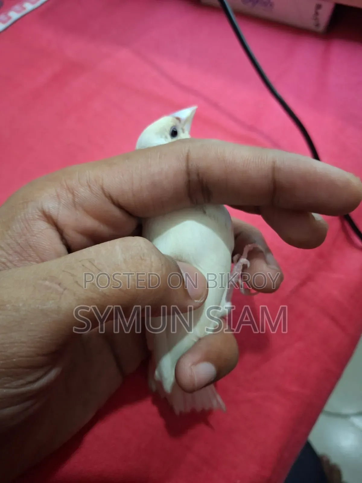 গোল্ডিয়ান ফিঞ্চ