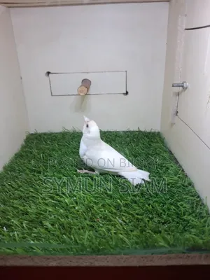 গোল্ডিয়ান ফিঞ্চ