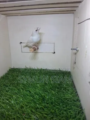 গোল্ডিয়ান ফিঞ্চ
