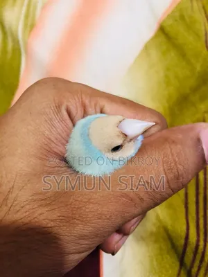 গোল্ডিয়ান ফিঞ্চ