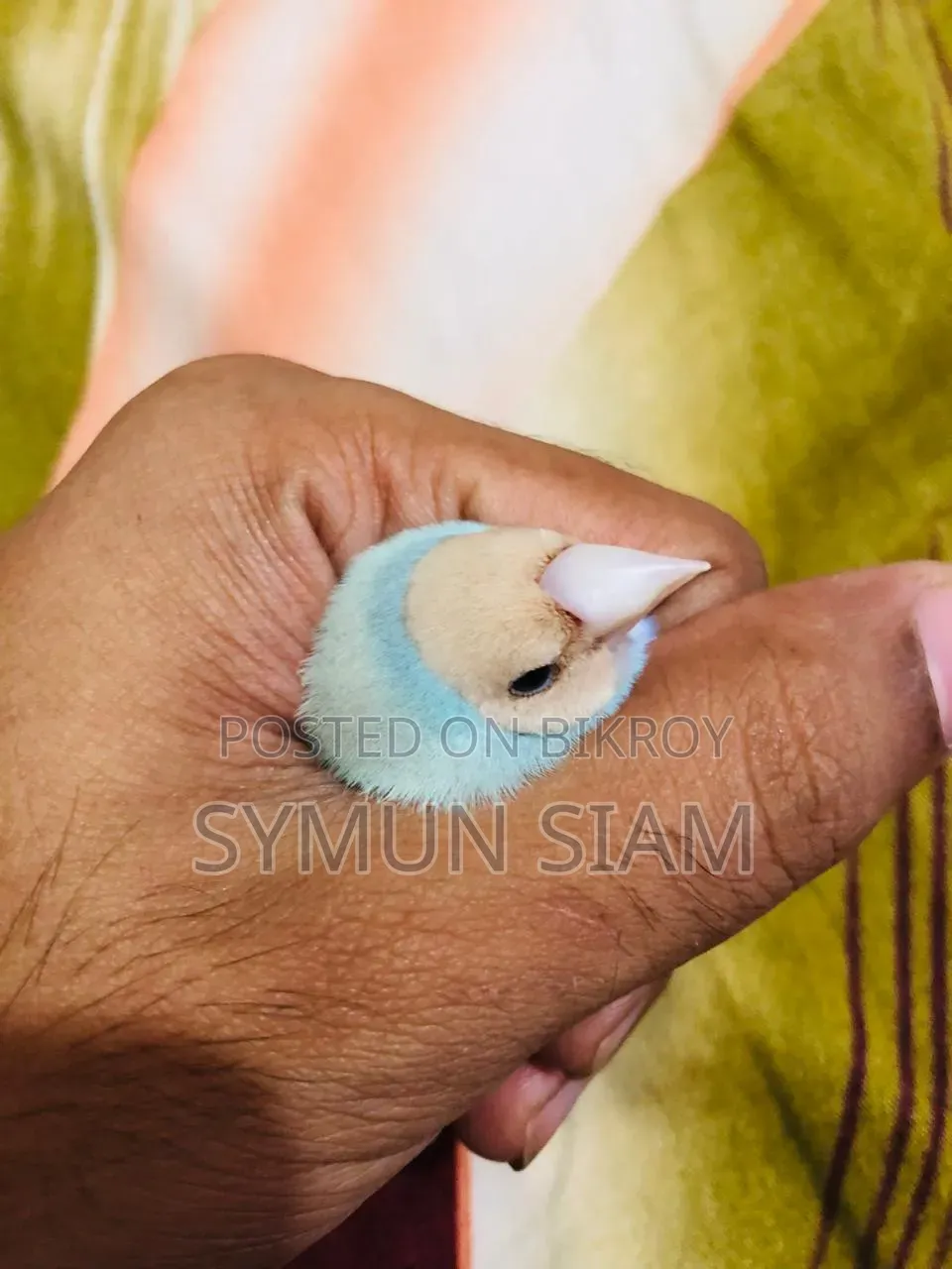 গোল্ডিয়ান ফিঞ্চ