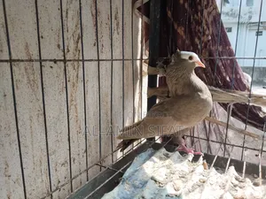 Almond Mukkhi Pigeon