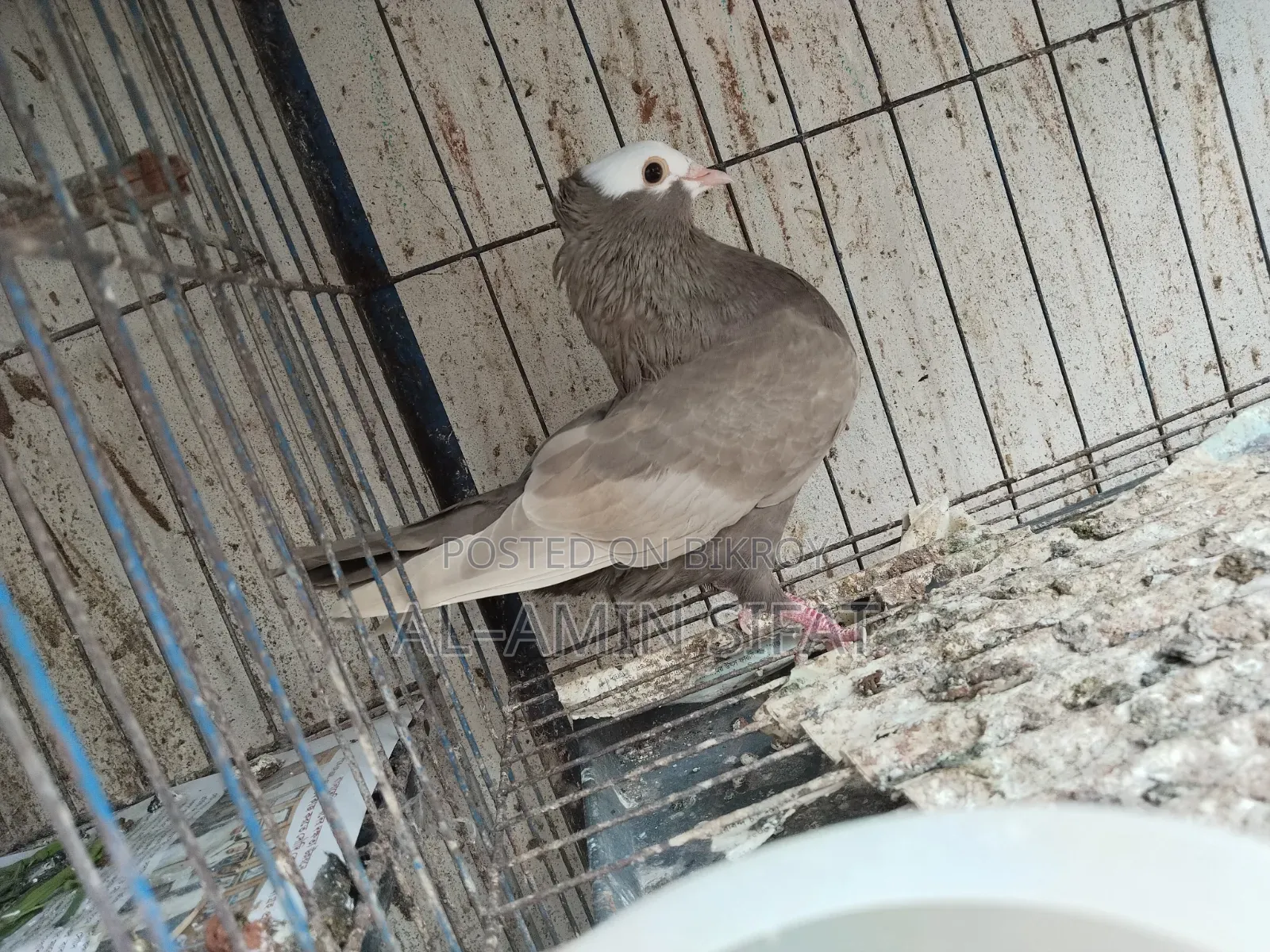 Almond Mukkhi Pigeon