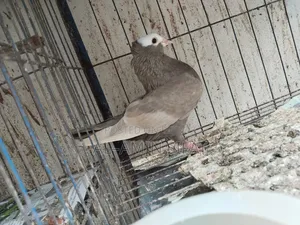 Almond Mukkhi Pigeon