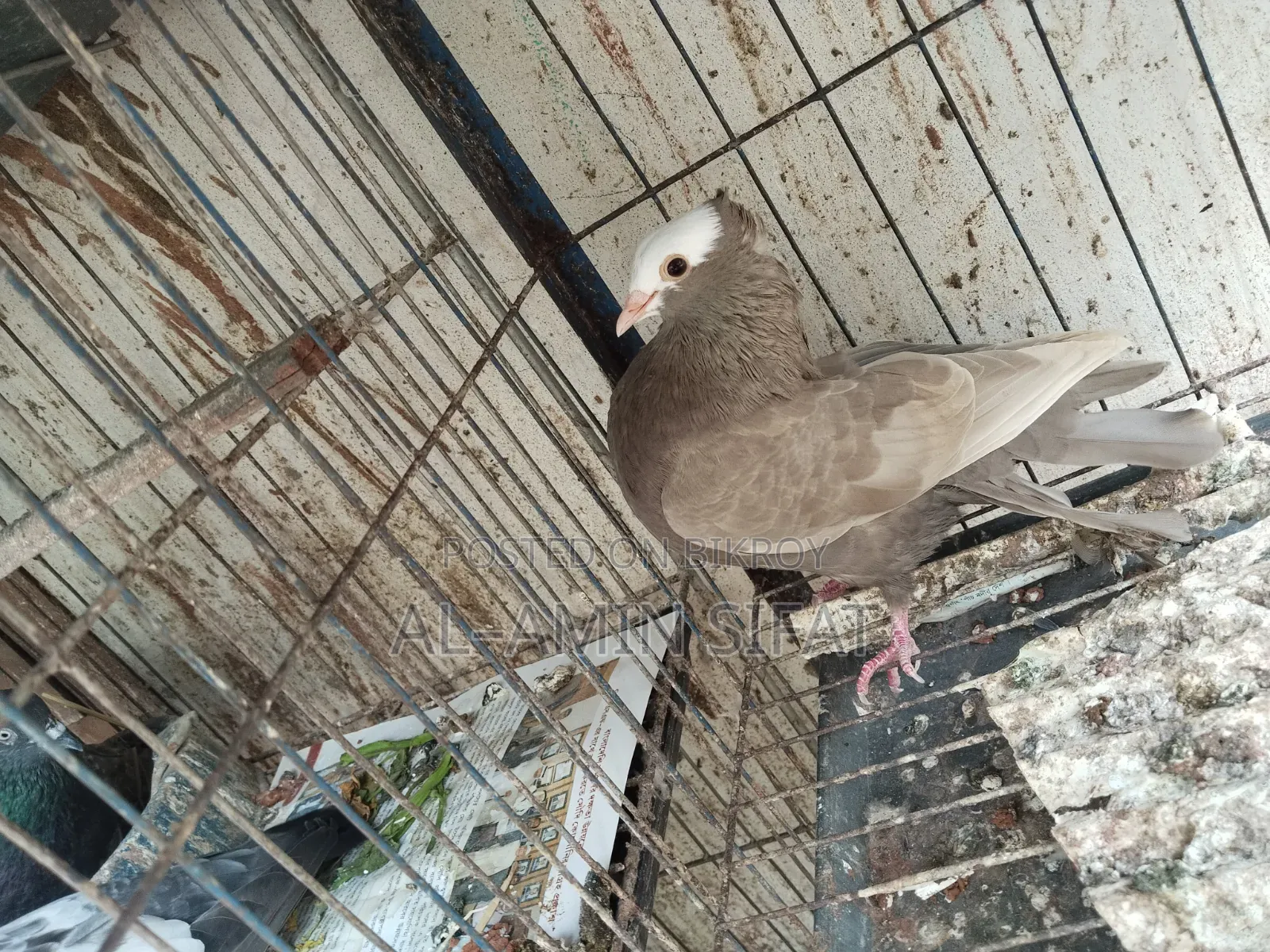 Almond Mukkhi Pigeon