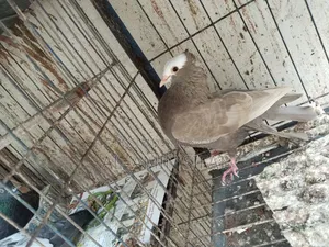 Almond Mukkhi Pigeon