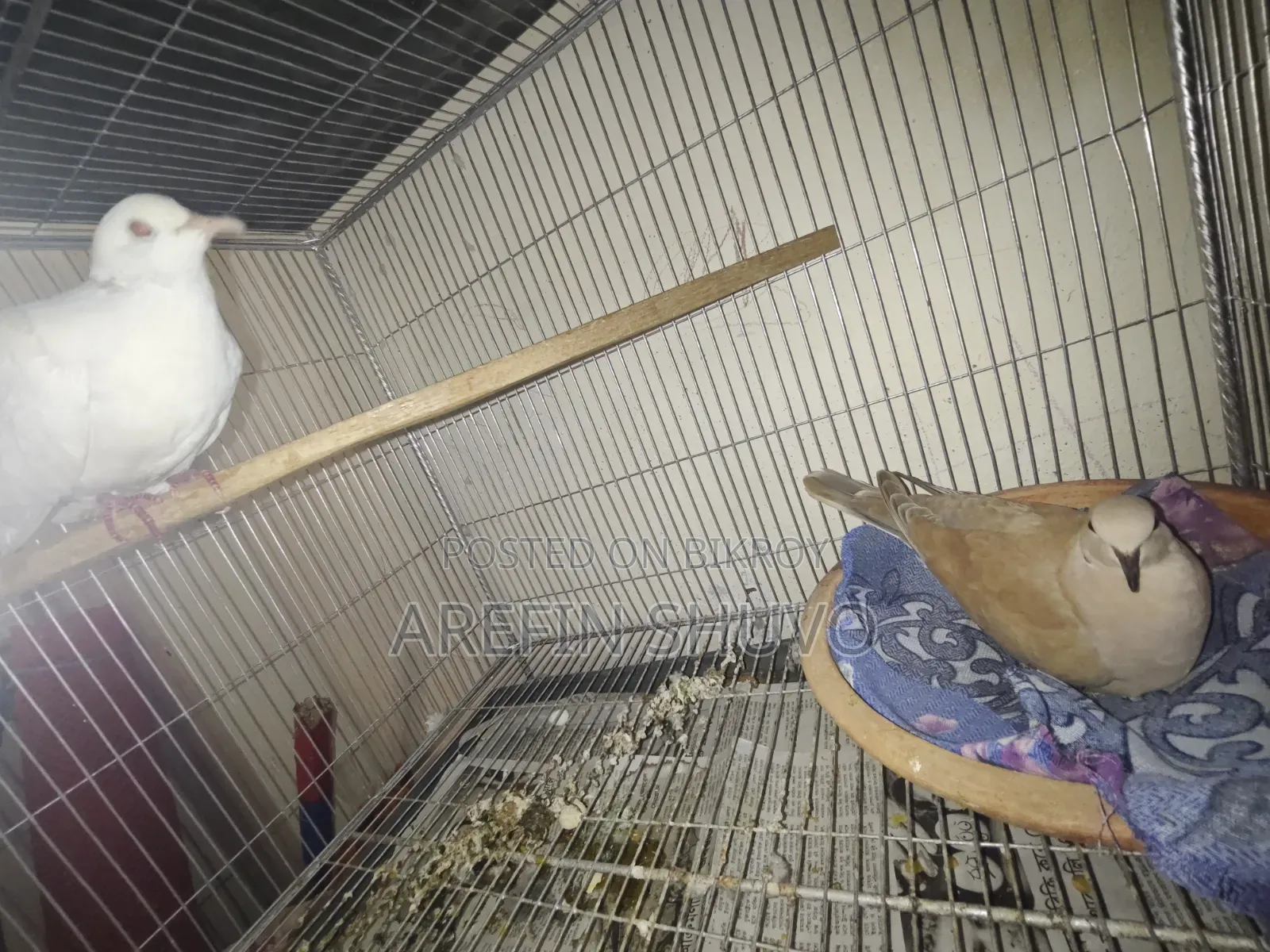 এক জোড়া রানিং আস্ট্রেলিয়ান ঘুঘু
