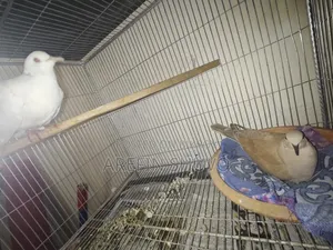 এক জোড়া রানিং আস্ট্রেলিয়ান ঘুঘু