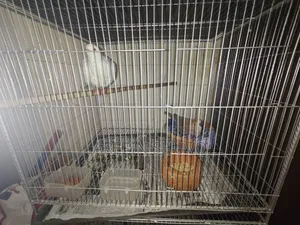 এক জোড়া রানিং আস্ট্রেলিয়ান ঘুঘু