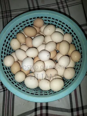 Deshi Chicken Hatching Eggs