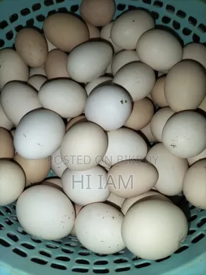 Deshi Chicken Hatching Eggs