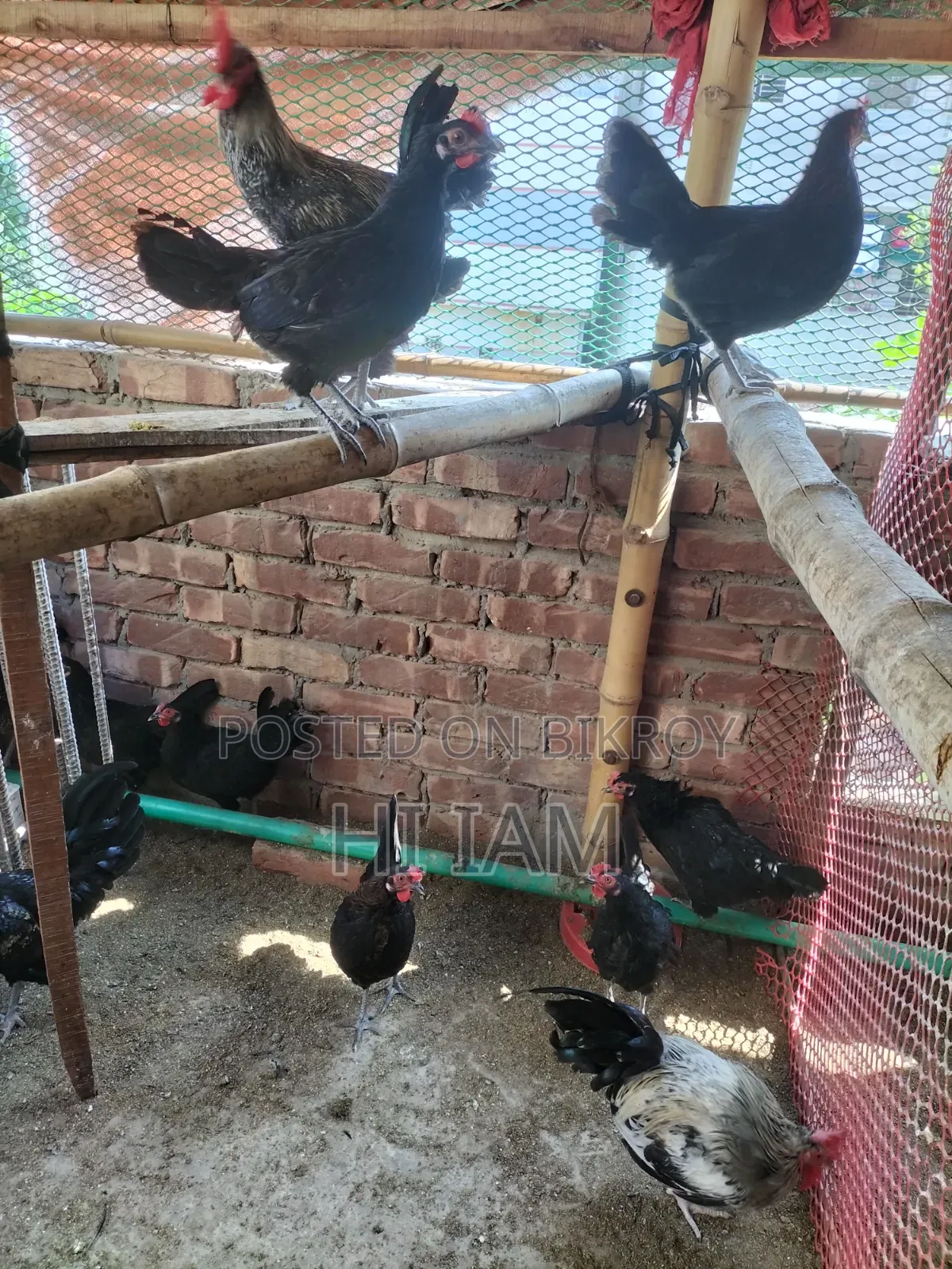Deshi Chicken Hatching Eggs