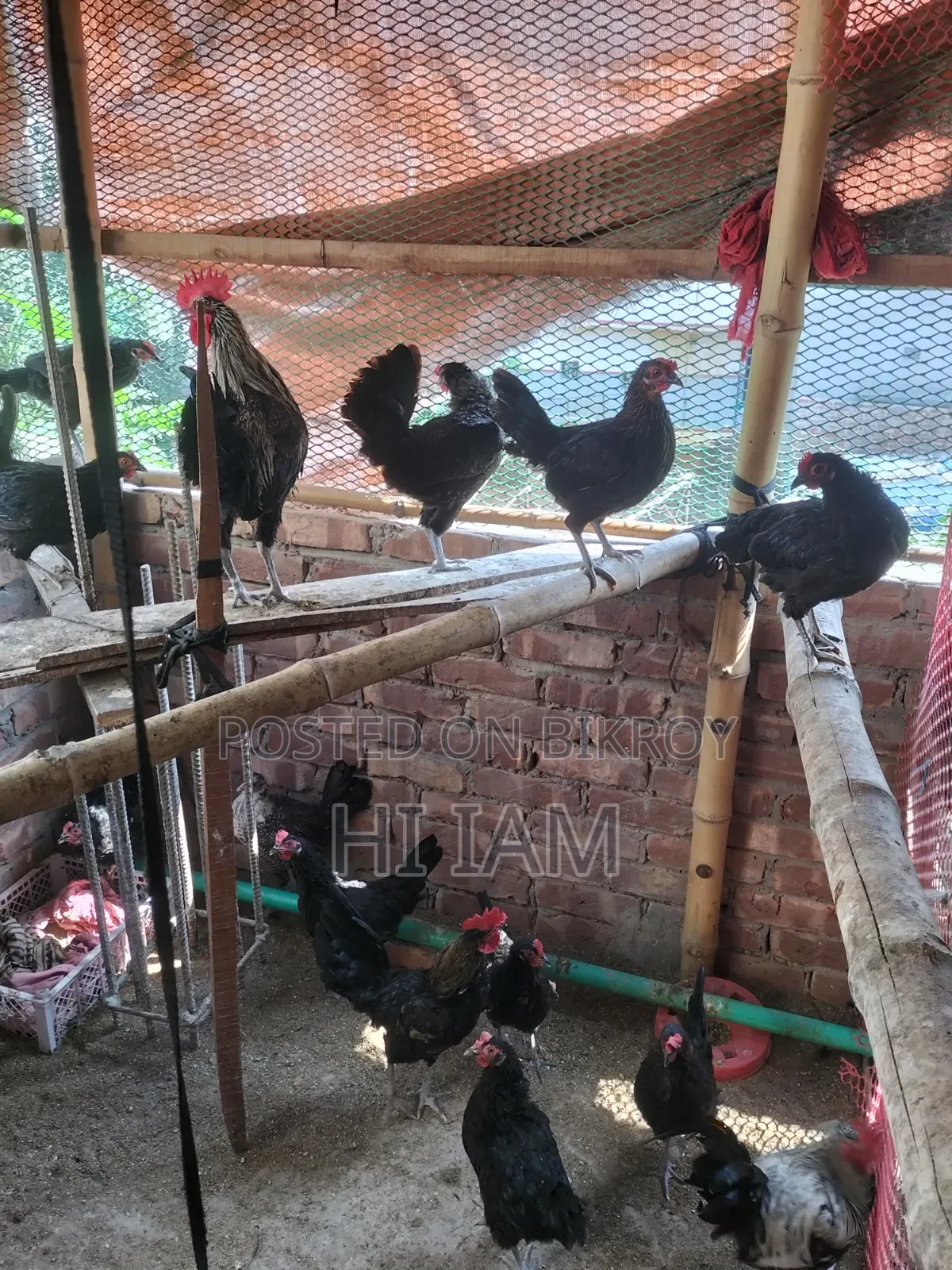 Deshi Chicken Hatching Eggs